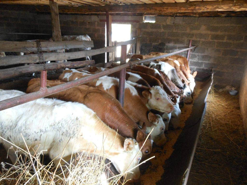 Откорм бычков на мясо в домашних условиях: породы, рацион