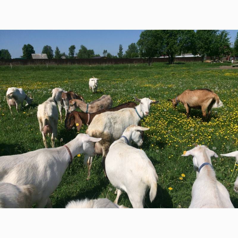 Выращивание и разведение коз
