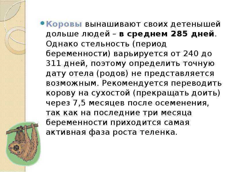 ᐉ сколько дней корова вынашивает теленка: срок беременности у коров - zooon.ru