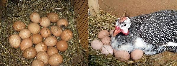 Когда цесарки начинают нести яйца: оптимальные условия содержания птиц, польза и вред цесариных яиц