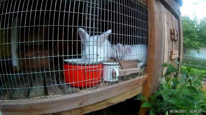 Как содержать кроликов в домашних условиях на улице, как утеплить клетки, какую температуру выдерживают