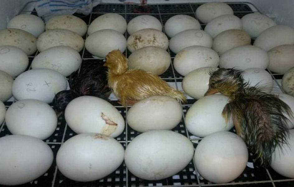 Сколько по времени гуси высиживают яйца