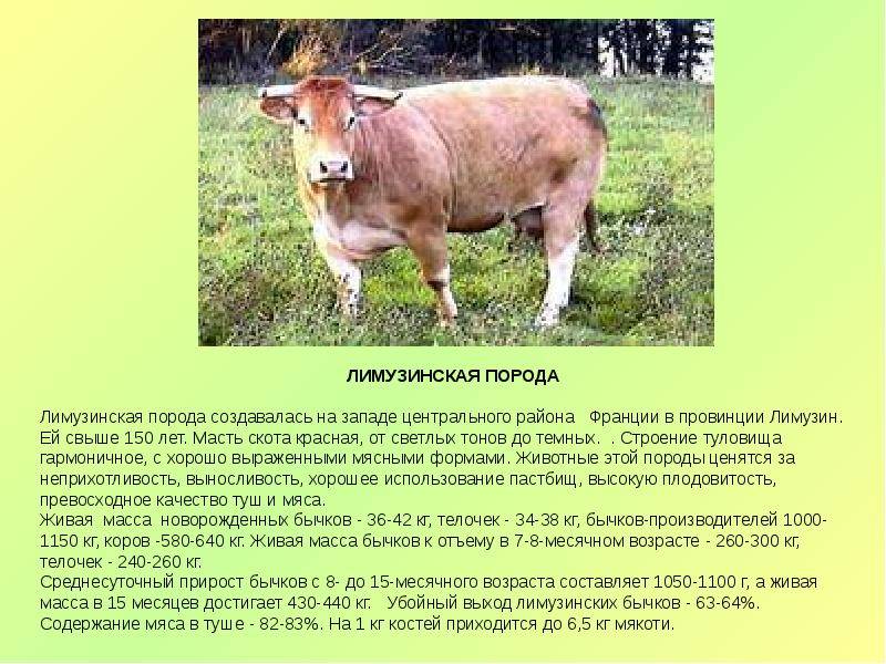 Описание и характеристики продуктивности Лимузинской породы коров