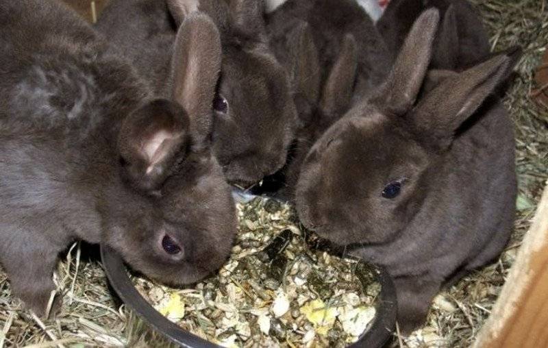 Каким зерном лучше кормить кроликов на мясо в домашних условиях