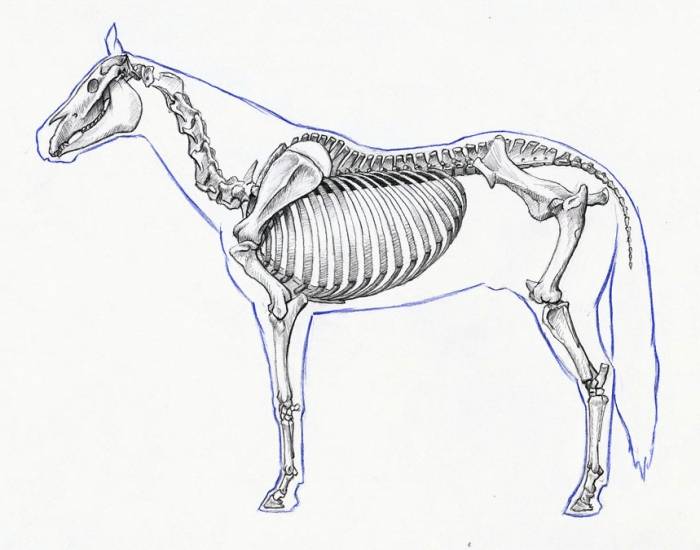 Анатомия лошади - агро эксперт