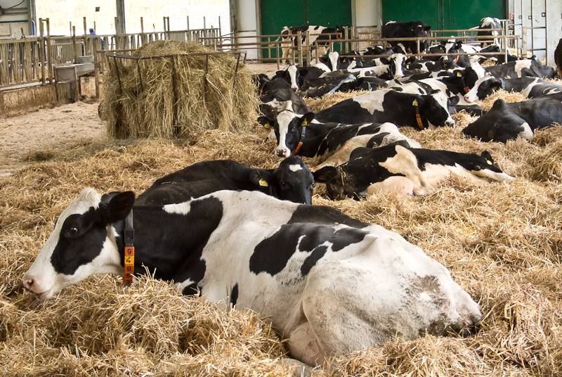 ᐉ содержание коров в домашних условиях и на фермах - zooon.ru
