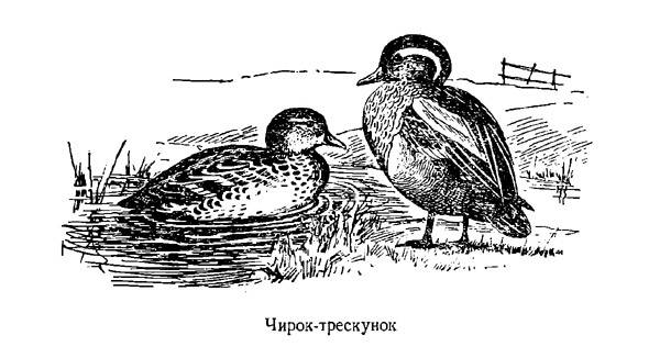 Дикие утки: описание и характеристики, виды, питание, размножение