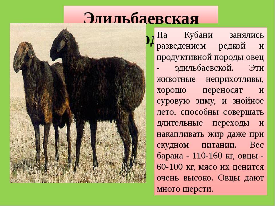 ᐉ эдильбаевская порода овец: описание и характеристики - zooon.ru