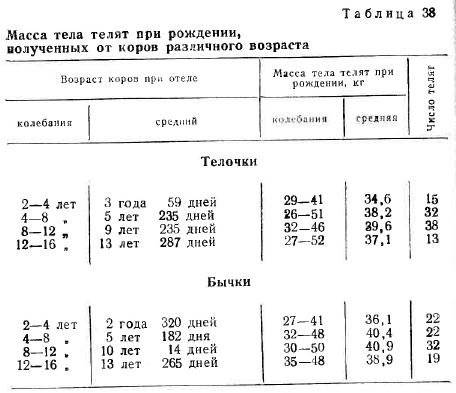ᐉ сколько весит годовалый бычок в среднем, масса быка - zoomanji.ru