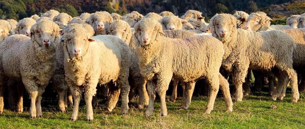 Овцы меринос: описание породы, содержание и уход