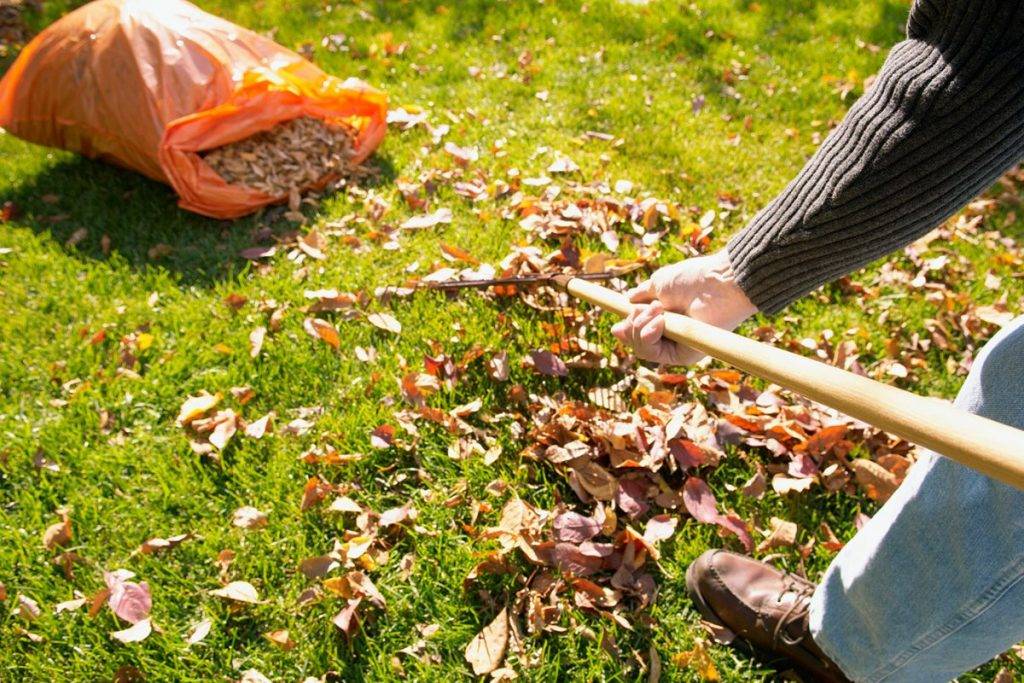 Работы в саду и в огороде в октябре 2022 – топ советов от «зеленой грядки»