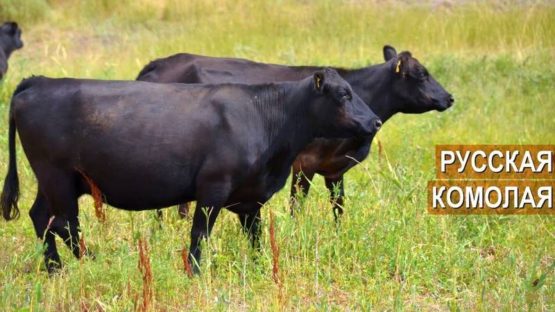 Комолая корова или бык: это порода крс, характеристики