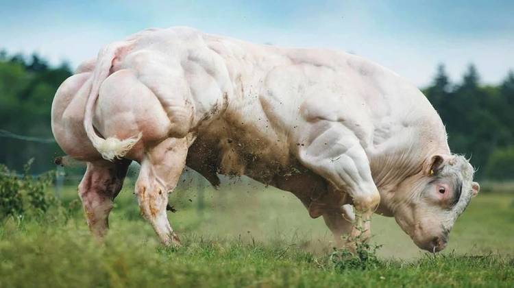 Бельгийские голубые коровы - мускулистая порода