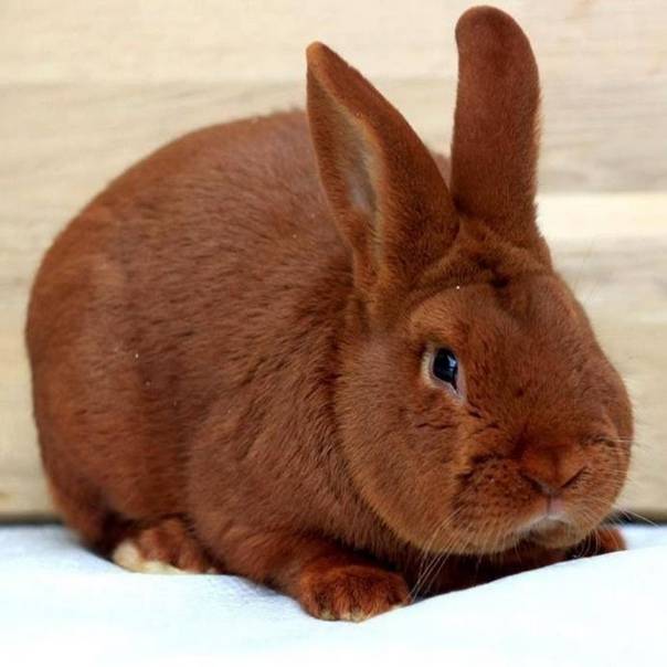 Новозеландский красный кролик: описание и характеристика породы