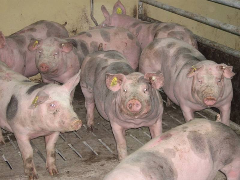 Свиньи породы пьетрен – лидеры гибридного разведения