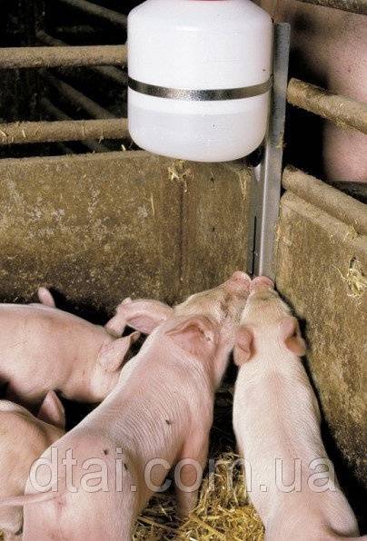 Корыто для свиней и поросят: фото, как сделать кормушку своими руками?