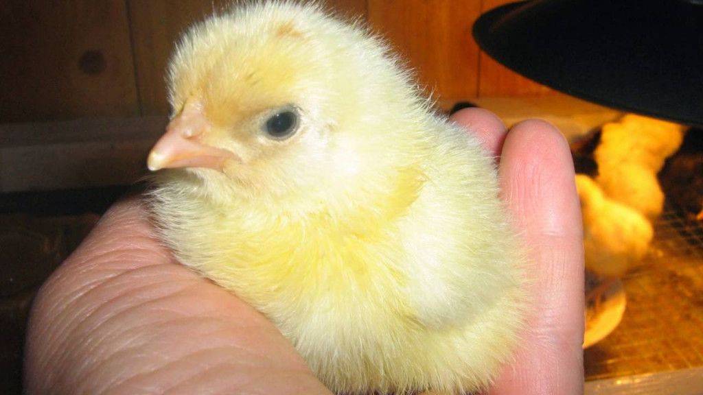 Бройлеры чихают и хрипят — чем лечить цыплят и взрослых кур