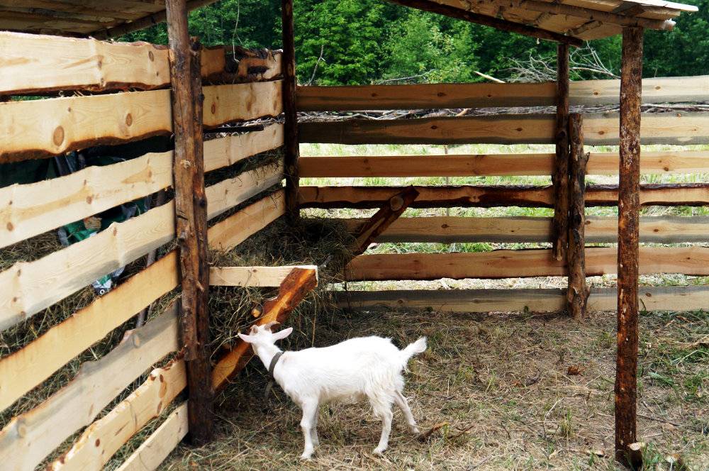 Сарай для коз и как построить его своими руками