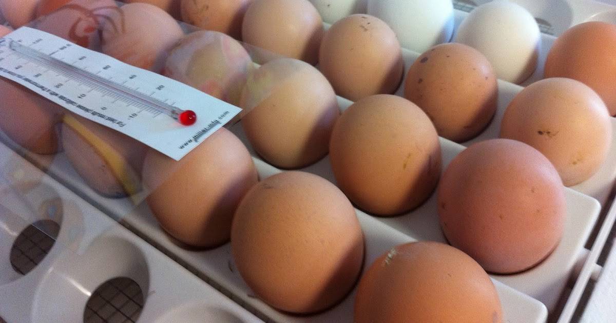 Как правильно выбрать яйца для закладывания в инкубатор? пошаговая инструкция закладки яиц и способы ухода за ними в процессе инкубации