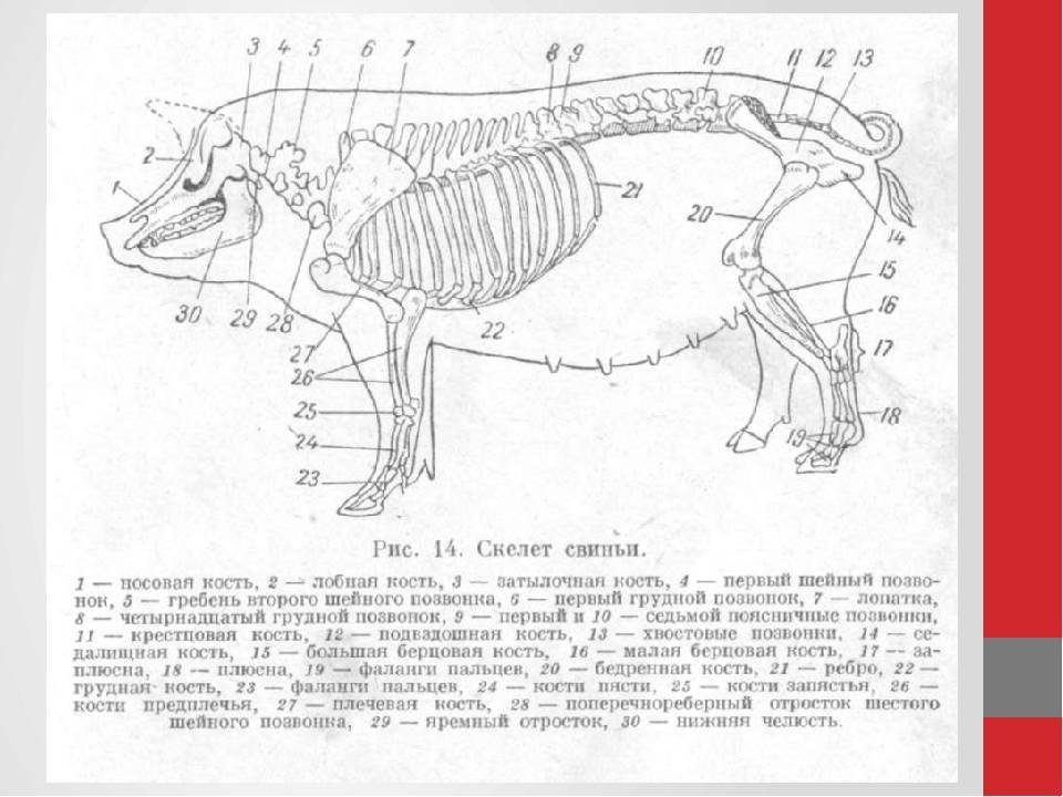 Анатомия свиней: строение туловища, скелета и расположение внутренних органов