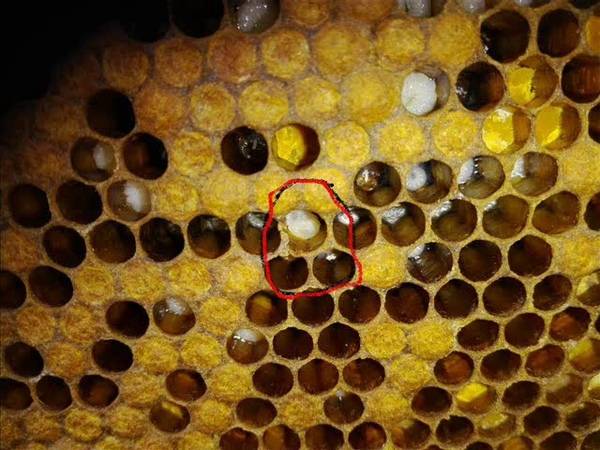 Гнилец у пчел: американский или европейский, причины и лечение