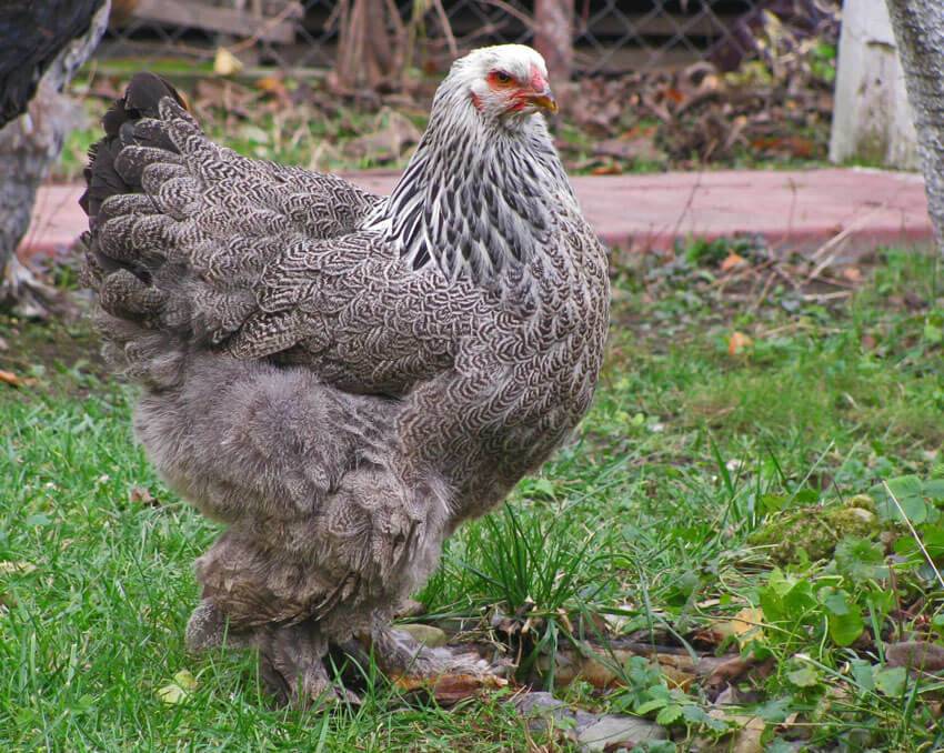 Курица бентамка: описание породы, особенности содержания и ухода. карликовые куры