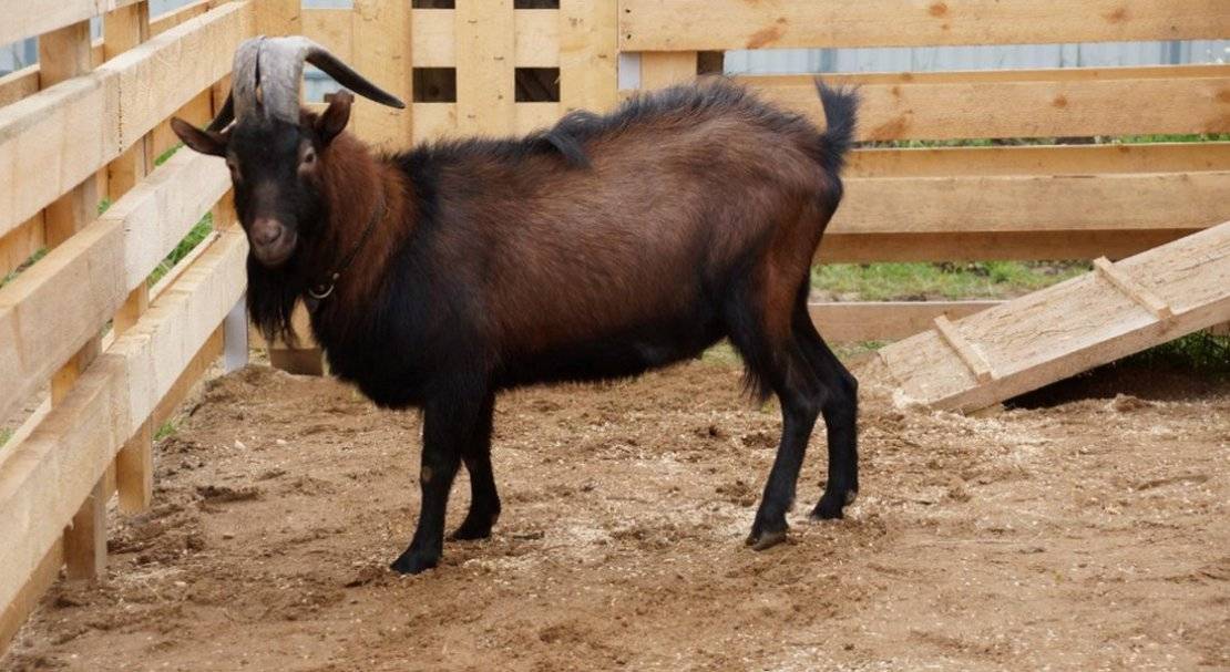 Чешская бурая коза – особенности породы