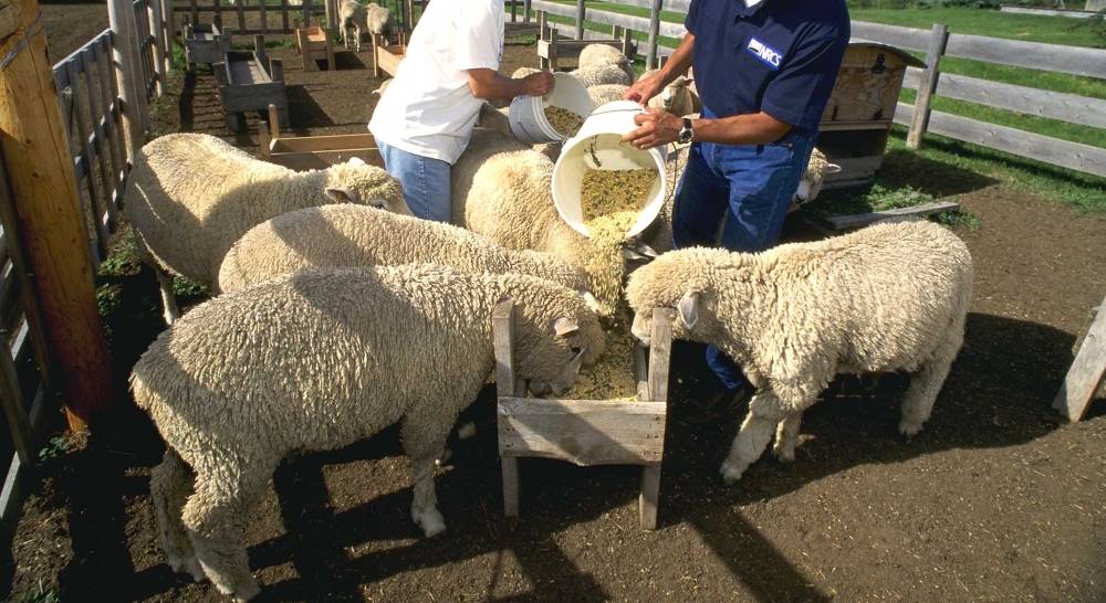 Виды кормов, рацион и нормы кормления овец в домашних условиях