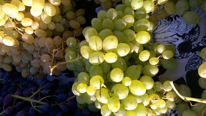 Виноград супер экстра: описание сорта