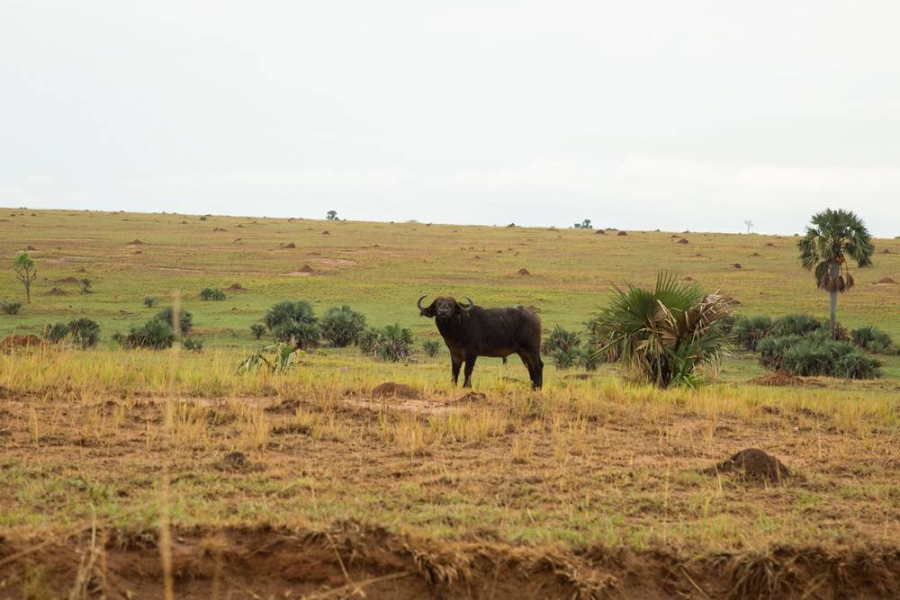 Азиатский буйвол: как выглядит, где живет, что ест