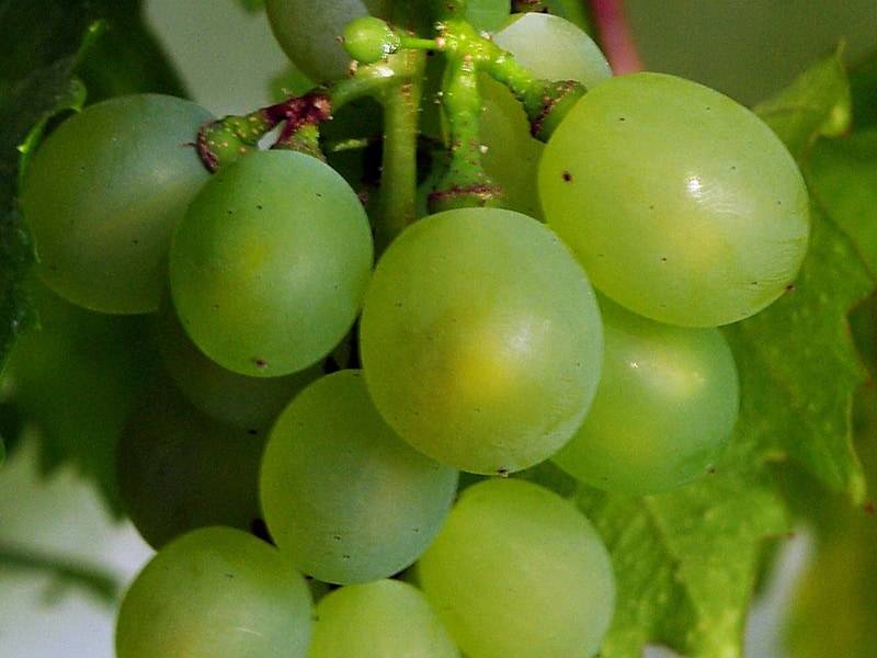 Сорта винограда для средней полосы россии: фото с описанием, особенности выращивания