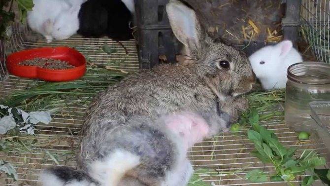 Почему самка кролика может не подпускать производителя в случной период
