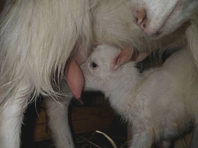 Чем кормить беременную козу: особенности рациона перед и после окота