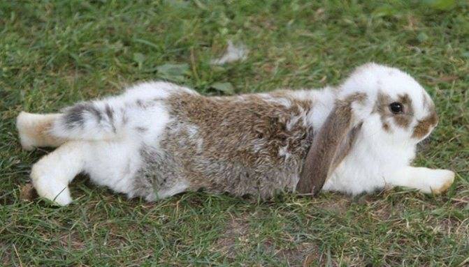 Лечение переломов и травм конечностей у кроликов, грызунов, хорьков, птиц и рептилий
