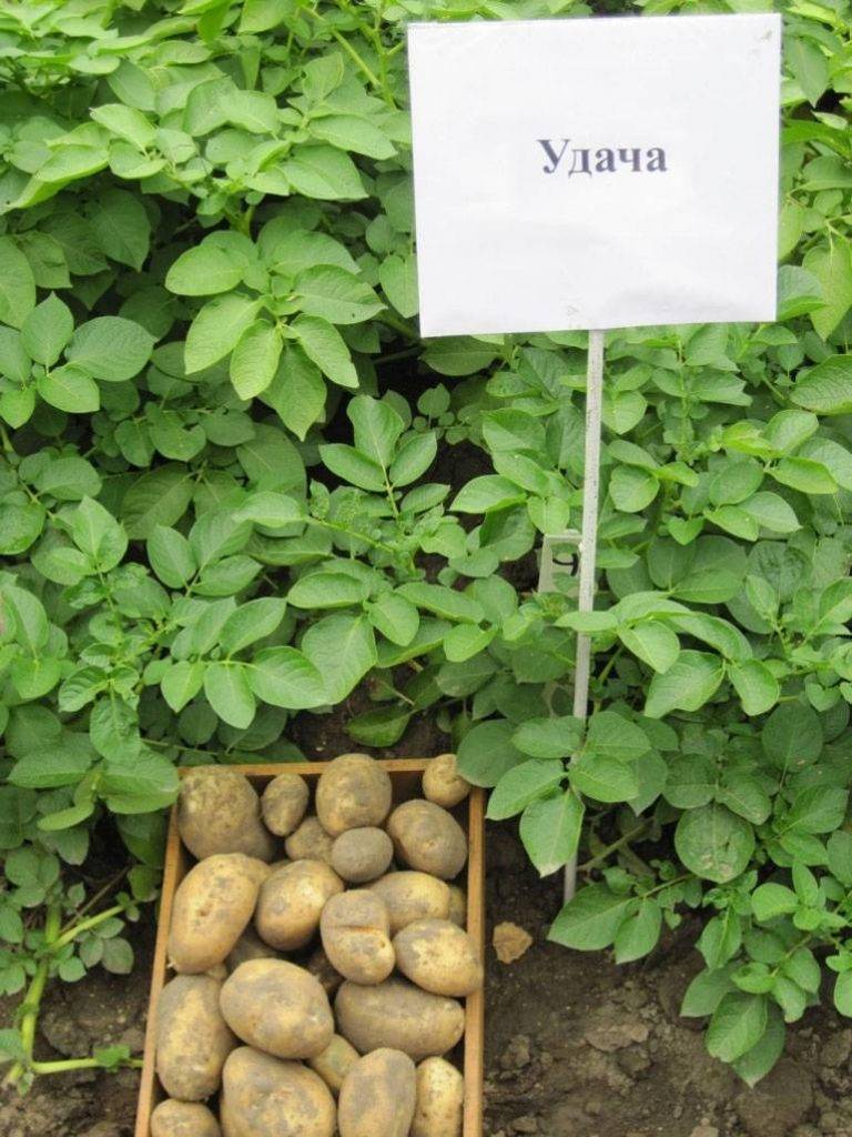 Ранний картофель удача: описание сорта, фото, отзывы, урожайность, сроки и правила хранения