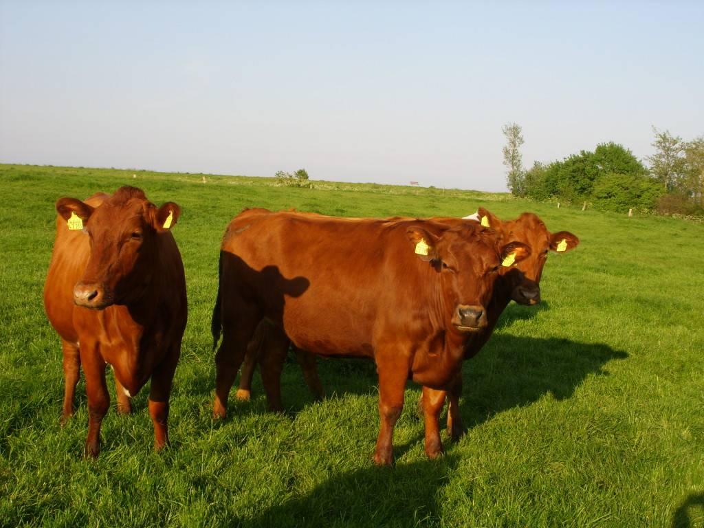 Красная степная порода коров: описание, уход и кормление