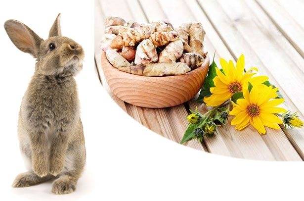Можно ли давать кролику топинамбур и как им правильно кормить