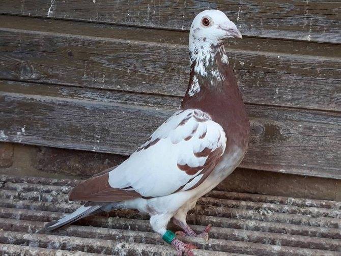 Почтовый голубь — какие породы птиц могут быть почтальонами