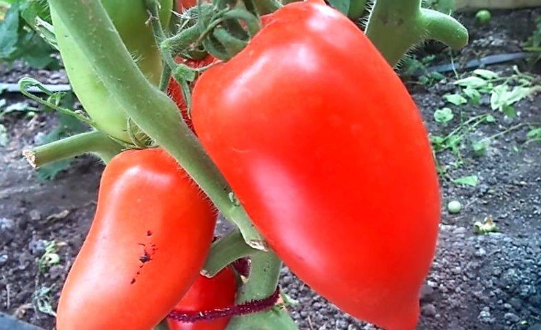 Характеристика и описание сорта помидоров сибирская тройка