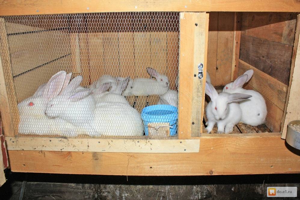 Кролики живут на ферме. Клетка для кроликов. Разведение кроликов. Клетки для домашних кроликов.