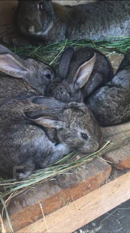Кролики породы фландр: характерные особенности, варианты окраса, критерии выбора, условия содержания, рацион