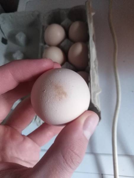 Почему куры несут яйца без скорлупы — обзор причин и что делать?