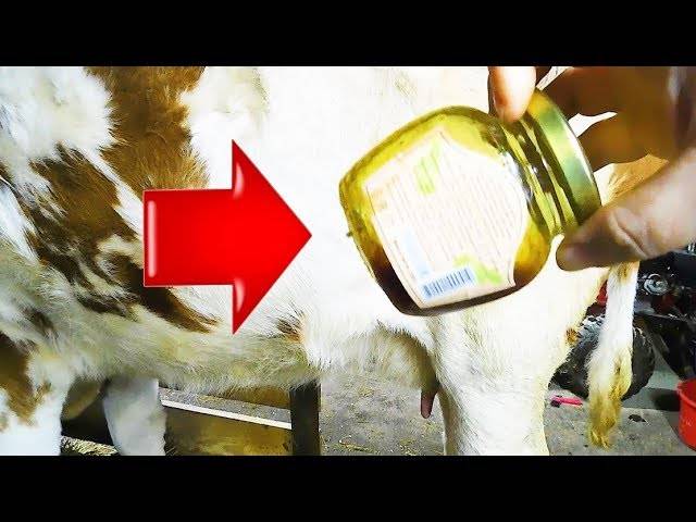Ветеринария крс | маститы у высокопродуктивных коров