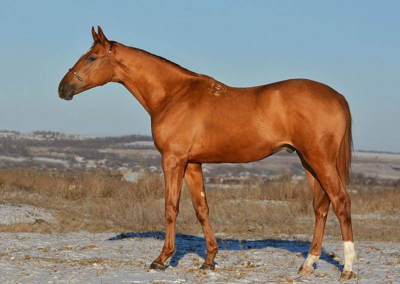 Будённовская лошадь: обзор характеристик и особенностей будённовской породы лошадей, разведение и продажа
