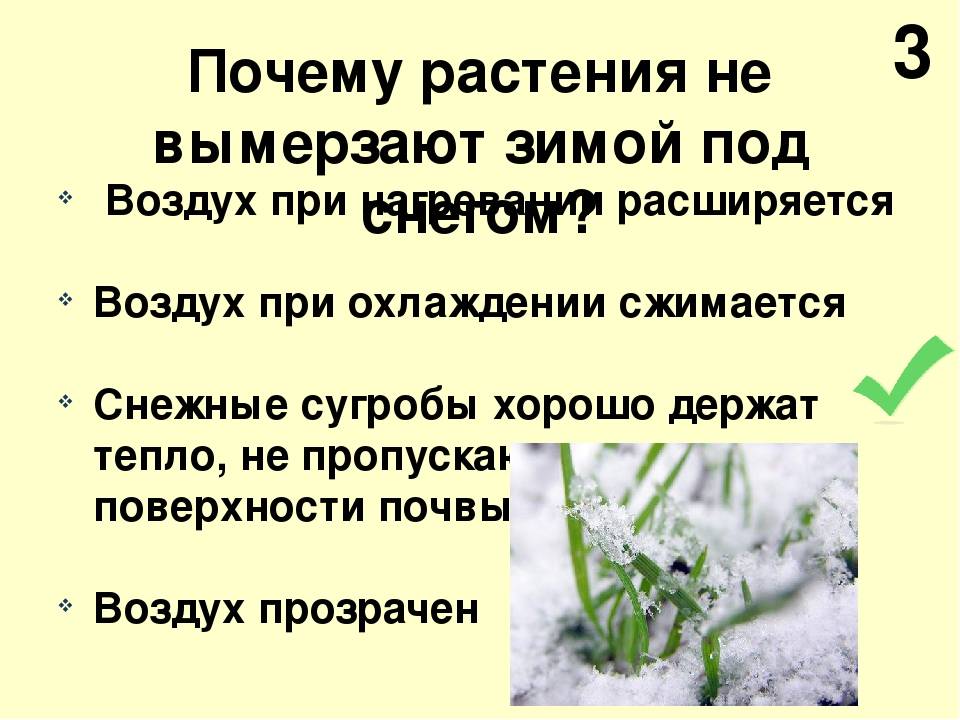 Экспертное мнение – можно ли поливать огород перед заморозками по весне?