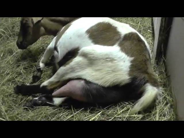 Коза беременная. сколько она ходит до родов и как котится, как ухаживать в этот период и после?