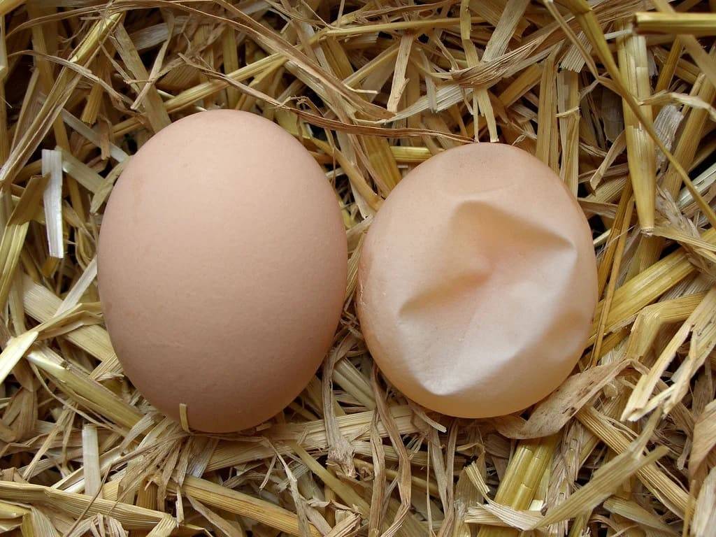 Тонкая скорлупа у куриных яиц: что делать, почему несут мягкие