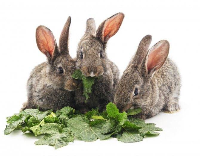 Можно ли давать кролику щавель и как им правильно кормить