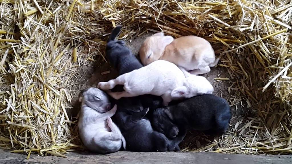 Как выкормить новорожденных крольчат без крольчихи