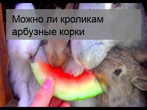 Можно ли давать кроликам арбузные корки, едят ли они корочки? - kotiko.ru